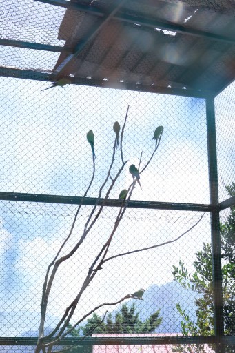 Avairy Birds at shivalaya Resort By Botanix with valley view